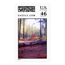 A path worth taking postage