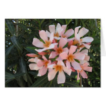 A Peach Shrub in Bloom Greeting Cards