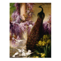 A Peacock and Doves in a Garden Print postcards