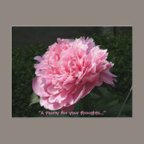 A Peony for your thoughts... postcards