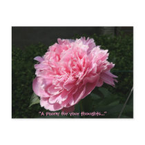 A Peony for your thoughts... postcards