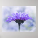 A Perfect Blue Daisy Print