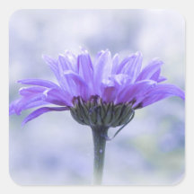 A Perfect Blue Daisy Sticker