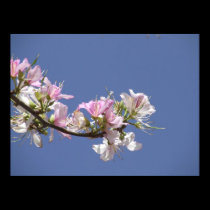 A Perfect Day - White Pink Flowers Poster posters