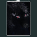 A Phantom Black Dog cards