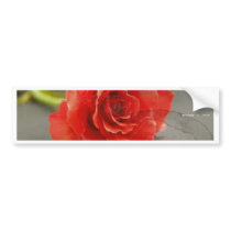 a  photo  of  beauty  rose bumper stickers