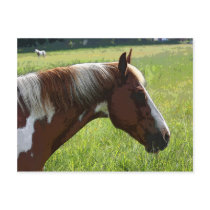 A Pinto on the Farm Postcards