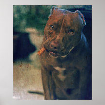 A Pit Bull Portrait Chewing a Cigar Poster