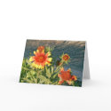 A Place in the Sun cards