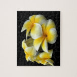 A Plumeria, Yellow & White Puzzle