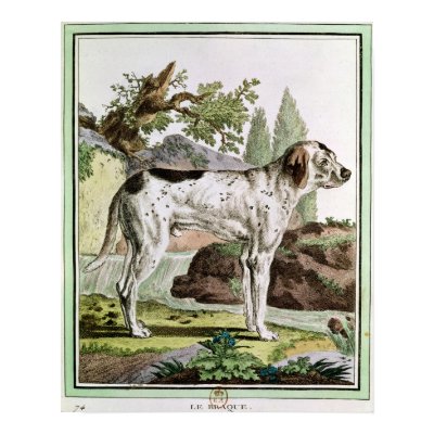 A Pointer, illustration from 'Histoire Poster by bridgemanart
