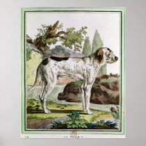 A Pointer, illustration from 'Histoire Poster