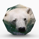 A polar bear just chilling awards