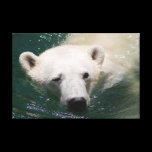 a polar bear just chilling canvas prints