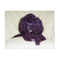A Poodles L:ife postcards by annienbart A Poodles L:ife postcards