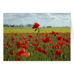 A Poppy Above the Rest Cards