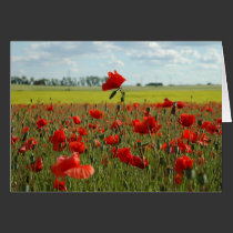 A Poppy Above the Rest cards
