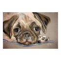 A Pug Puppy Eyes posters by nicdoll2 A Pug Puppy Eyes posters