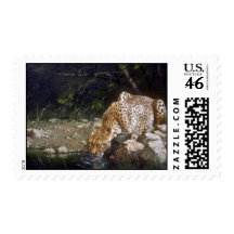 A quiet drink, Cheetah Postage Stamps