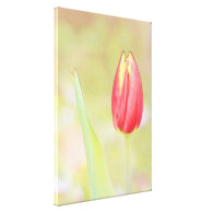 A ready-to-open tulip flower stretched canvas prints