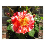 A Red And White Rose Photo