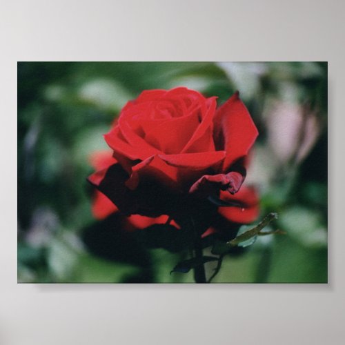 A red rose print