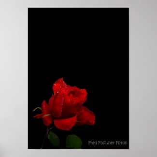 A Red Rose Print