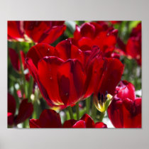 A Red Tulip posters