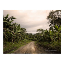 A remote jungle road postcard