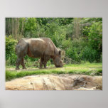A Rhino Print