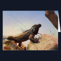 A Rhinoceros Iguana Surveys Its Domain cards by iggymak A Rhinoceros Iguana Surveys Its Domain cards