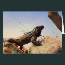 A Rhinoceros Iguana Surveys Its Domain cards