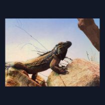 A Rhinoceros Iguana Surveys Its Domain posters by iggymak A Rhinoceros Iguana Surveys Its Domain posters