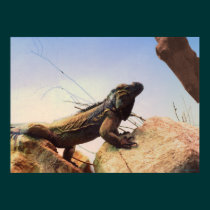 A Rhinoceros Iguana Surveys Its Domain posters