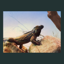 A Rhinoceros Iguana Surveys Its Domain posters