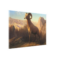 A Rocky Mountain Sheep, Bierstadt Albert Gallery Wrap Canvas