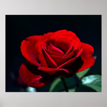 A romantic red rose print
