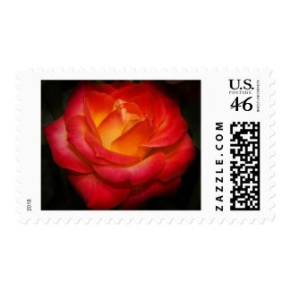 A Rose Aflame Stamp zazzle_stamp