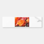A Rose Amongst the Thorns Bumper Stickers