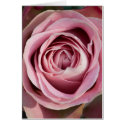A Rose Card by FloralPalette A Rose Card