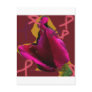 a rose for cansor post card