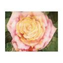 A Rose for My Mum Soft Silk Art Card Note postcards by Lornie A Rose for My Mum Soft Silk Art Card Note postcards