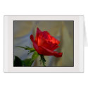 A Rose for you cards