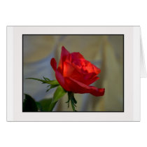 A Rose for you cards by photomorgana A Rose for you cards