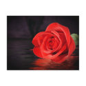 A Rose For You postcards by momentintime A Rose For You postcards
