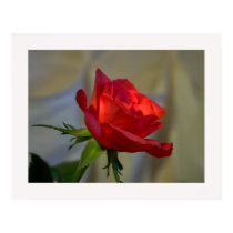 A Rose for you posters