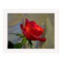 A Rose for you posters