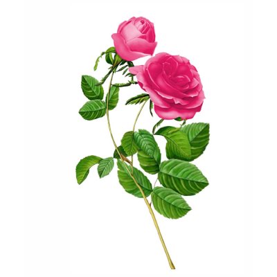 A Rose For You T-shirt by Spice