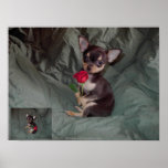 A Rose holding a red rose Poster