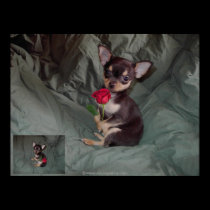 A Rose holding a red rose posters by mickeyelvis128 A Rose holding a red rose posters